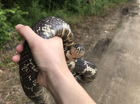 Eastern King Snake, North Carolina : r/herpetology