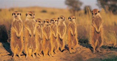 Animal Planet’s 'Meerkat Manor' Reboot Is Finally Here