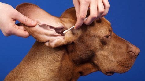 Get your pup's ears squeaky-clean without a struggle | Dogs ears infection, Dog ear cleaner, Dog ...