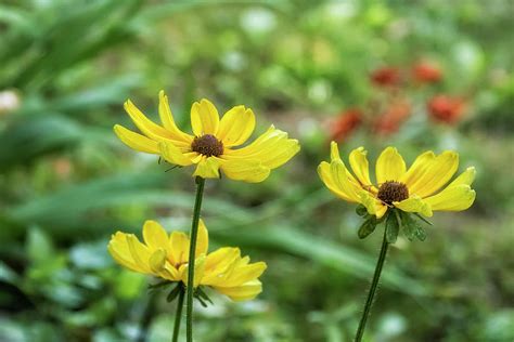 Mellow Yellow Flowers, No. 2 Photograph by Belinda Greb - Fine Art America