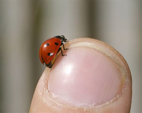 How to get rid of ladybugs in the house, naturally | Real Homes