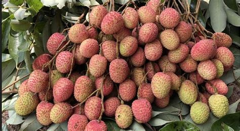 Litchi starts appearing in Rajshahi markets | District