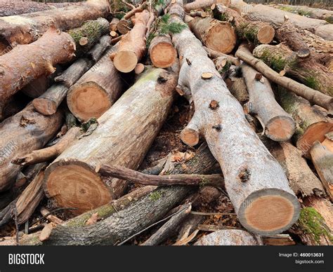 Logging Environment, Image & Photo (Free Trial) | Bigstock