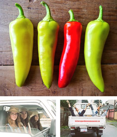 On The Awesomeness Of Growing Hot Peppers On Your Very Own – Scout Magazine