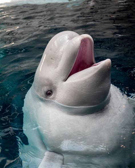 Beluga Whale Images