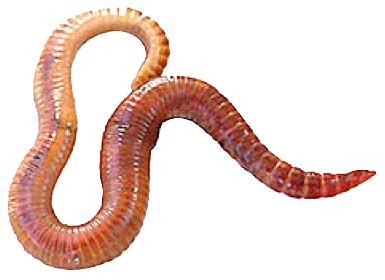 earthworm worm PNG transparent image download, size: 385x280px