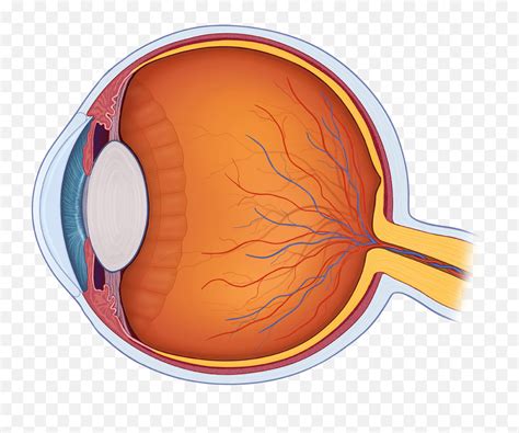 Eye Anatomy Quiz - Review Eye Anatomy Png,Human Eyes Png - free transparent png images - pngaaa.com