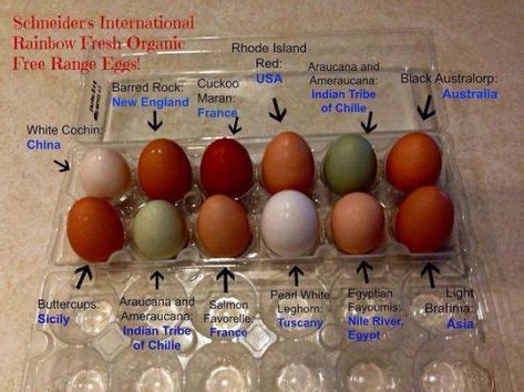 Chickens and their egg color. Eggcelent! | Black australorp, Hens and ...