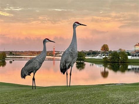 Sandhill cranes laying eggs at their nests around The Villages - Villages-News.com