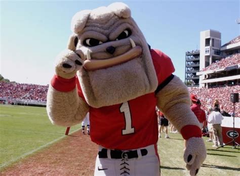 Georgia Bulldogs mascot Hairy Dawg stalks the UGA sidelines before the Ole Miss game in Athens ...