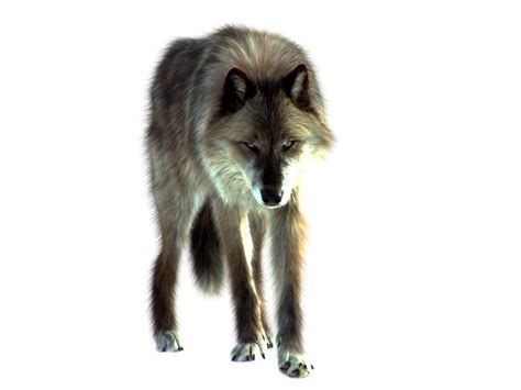 PNG Wolf by ITSDura on DeviantArt