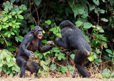 Fighting Chimpanzee — Stock Photo © SURZet #39400187