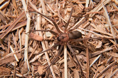 Brown recluse spider: Fact vs. fiction and tips for prevention ...