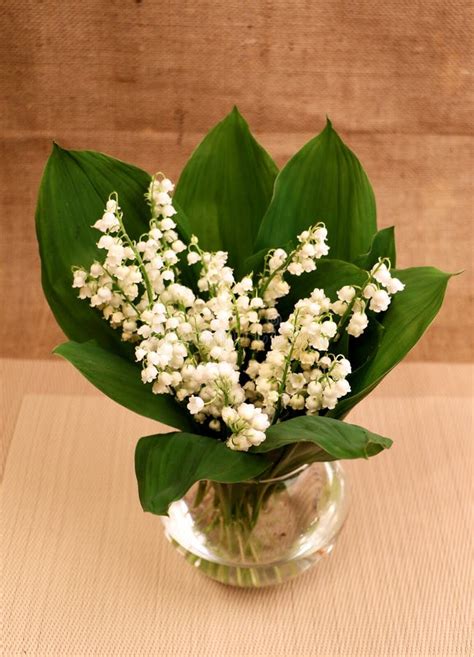 Lily of the valley, vase2 stock photo. Image of bunch - 90747482