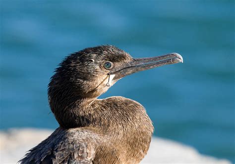 Hooked! Brandt's Cormorant at Oceanside - Greg in San Diego