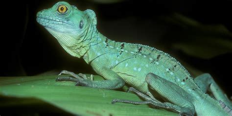 Green crested basilisk | Smithsonian's National Zoo and Conservation ...