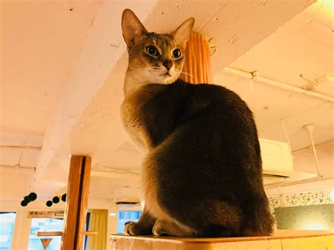 The Best Cat Cafes in Tokyo - Katzenworld