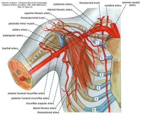 Axilla | Human Anatomy for Physician Assistant Students – Unit 4 ...