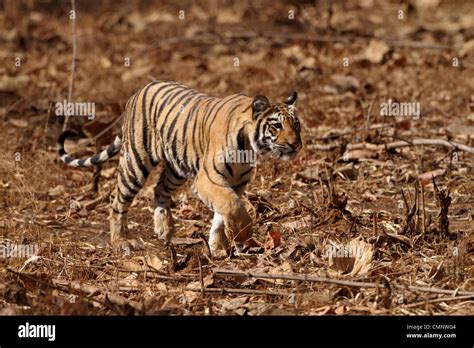 Royal Bengal Tiger cubs in grassland Stock Photo - Alamy