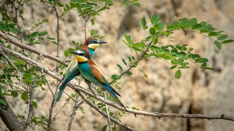 Two European Bee-Eaters standing on a branch - Merops apiaster image - Free stock photo - Public ...