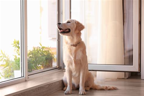 Pet Proof Resistant Screens for Windows and Doors