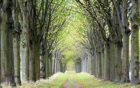 Herbst Allee Foto & Bild | landschaft, alleen, bäume Bilder auf ...