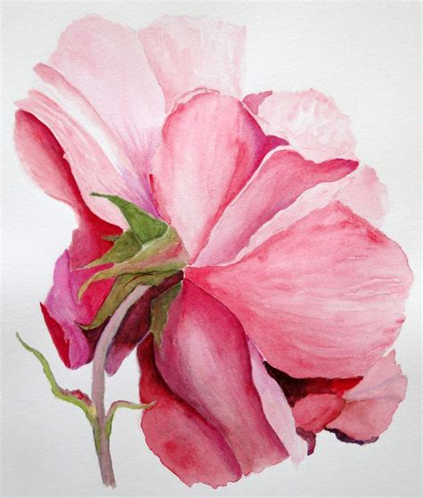 Large Pink Rose | Rose painting, Flower painting, Watercolor rose