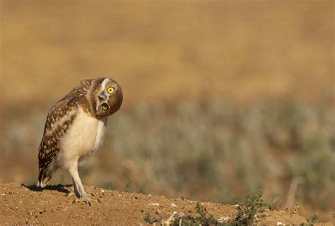 Gerardo Romero News: Burrowing Owl Nesting Season California