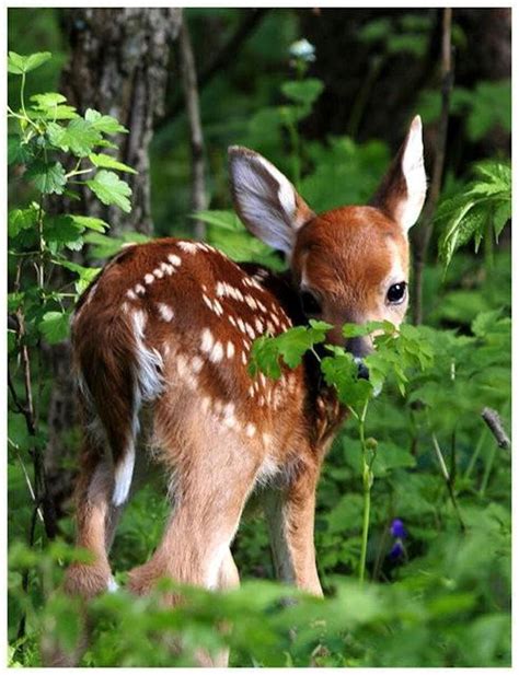 baby deer | Cute animals, Cute baby animals, Baby animals