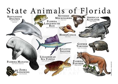 Florida State Animals Poster Print | Etsy