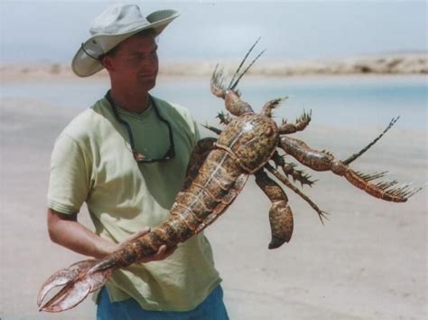 A eurypterid model representing the Ordovician genus Megalograptus, one of the earliest ...