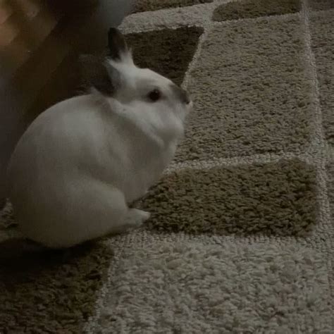 Caught my rabbit thumping on video (details in comments) : r/Rabbits