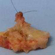 Proximal tibia cut specimen. Posterior cruciate ligament (PCL) marked... | Download Scientific ...