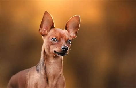 The Russian Toy Terrier - Appearance, Care, And Temperament