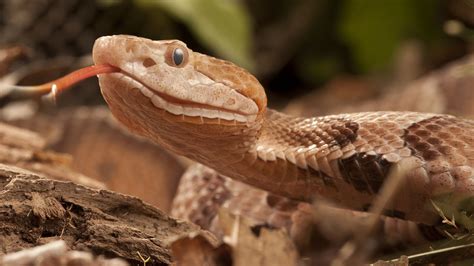 Copperhead snakes: Facts, bites & babies » TrueViralNews