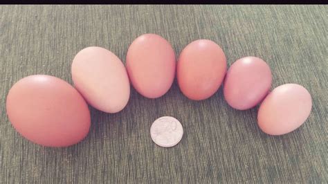 Gallery | Chirpy Chook Eggs