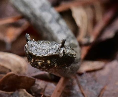 10 Horned Snakes Species Found On Earth - Snake Radar