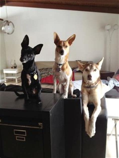 From left to right are Bugsy, an 8-year-old Chihuahua-Min Pin mix; Tippers, an 8-year-old ...