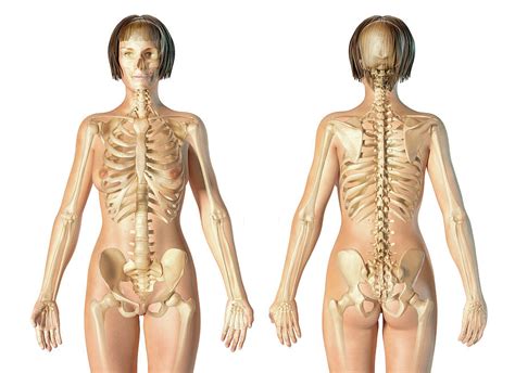 Female Skeleton Diagram