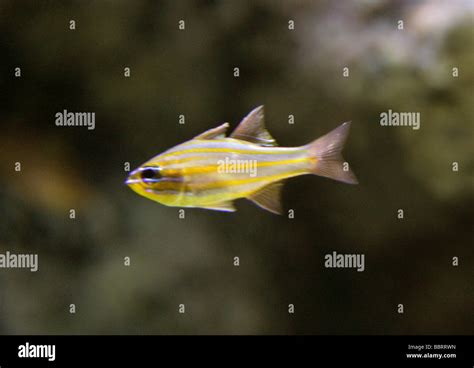 Striped tropical fish hi-res stock photography and images - Alamy