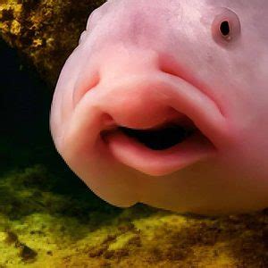 Blobfish Swimming