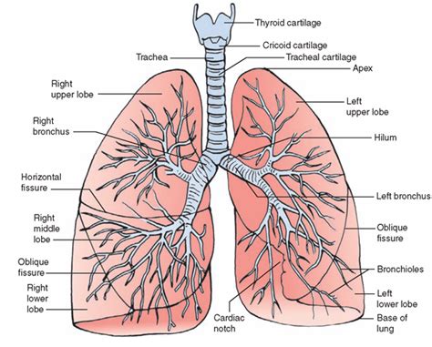 The Respiratory System (Structure and Function) (Nursing) Part 2 ...