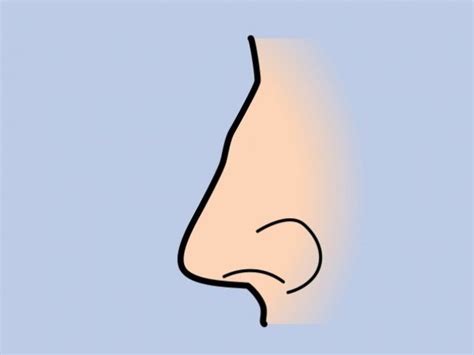 Select Your Nose Shape and We’ll Tell You About Your Personality | Nose shapes, Shapes, Nose