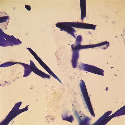 Canine Ear Cytology Images