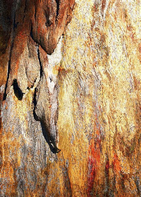 Red Gum Tree Bark 6 Photograph by Lexa Harpell - Fine Art America