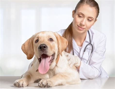 Premium Photo | Cute dog at the vet getting a checkup