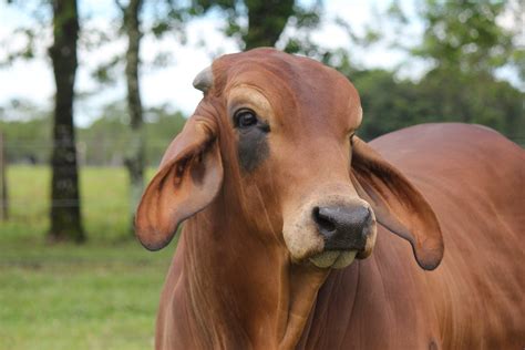 Close-Up Photograph of a Brown Cow · Free Stock Photo