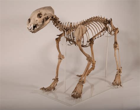 Gulo gulo | Animal bones, Animal skeletons, Animal skulls