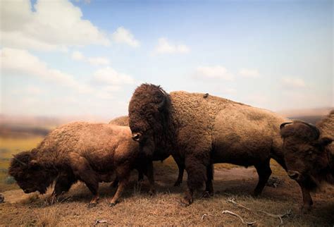 Bison Herd Stock Photos, Pictures & Royalty-Free Images - iStock