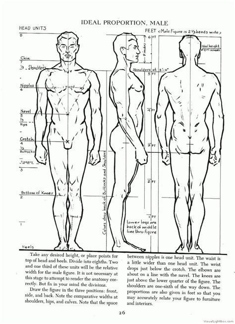 Body proportion drawing, Male figure drawing, Anatomy drawing